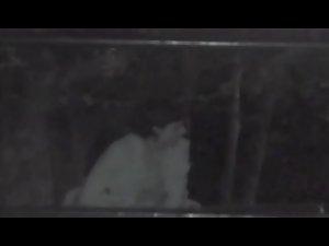 Passionate couples caught in the night Picture 6