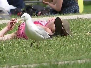 Seagull walks in front of an upskirt Picture 4